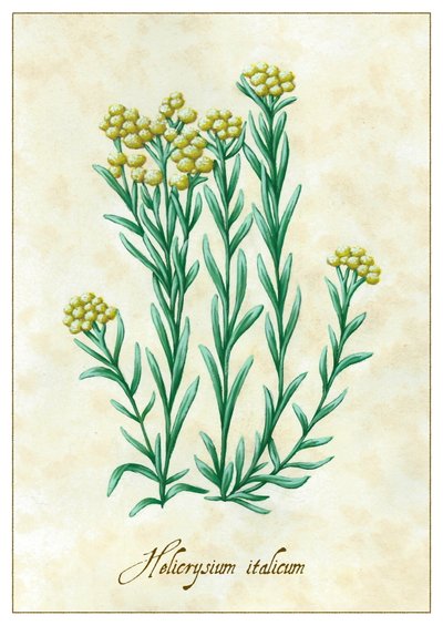 Helicrysium italicum, 2015 (gouache) de Annalisa Morrocco