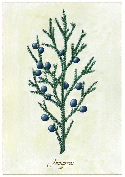 Juniperus, 2015 (gouache) de Annalisa Morrocco