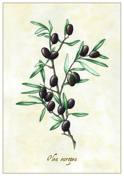 Olea europea, 2015 (gouache) de Annalisa Morrocco