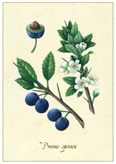 Prunus spinosa, 2015 (gouache) de Annalisa Morrocco
