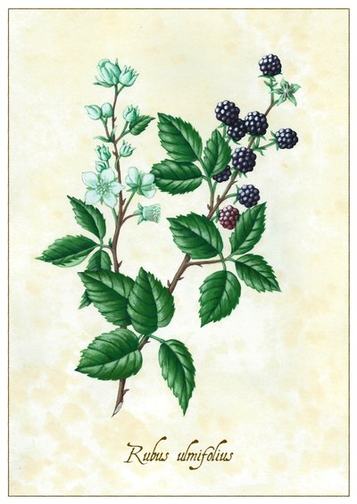 Rubus ulmifolius, 2015 (gouache) de Annalisa Morrocco