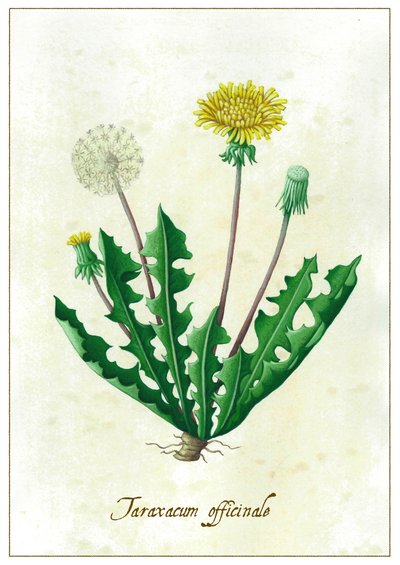 Taraxacum officinale, 2015 (gouache) de Annalisa Morrocco