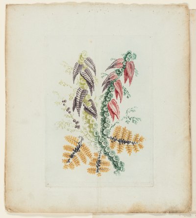 Plato, de la Nueva Serie de Cuadernos de Flores Ideales para Uso de Dibujantes y Pintores de Anne Allen