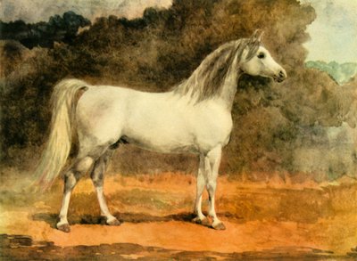 Un famoso semental árabe, c. 1870s, 1944 de Anne Blunt