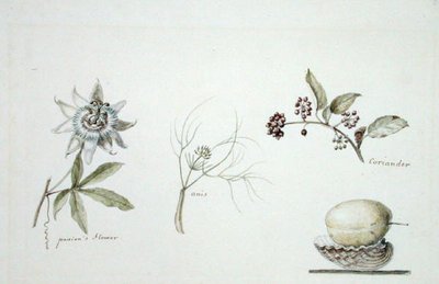 Flor de la pasión, anís y cilantro de Anne Marguerite Hyde de Neuville