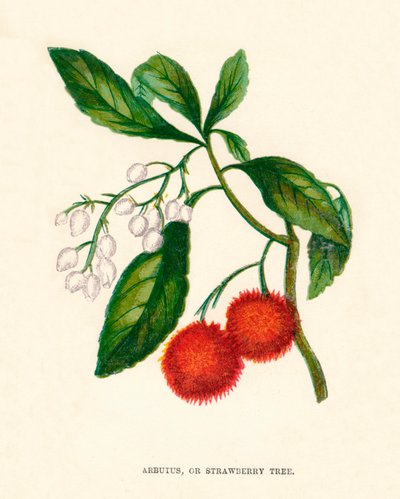 Arbutus, o Árbol de Fresa, c1891 de Anne Pratt
