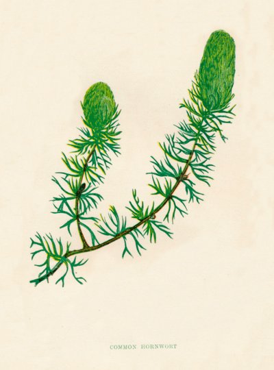 Hornwort Común, c1891, 1891 de Anne Pratt