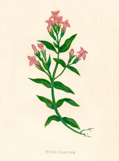 Genciana de campo, c1891 de Anne Pratt
