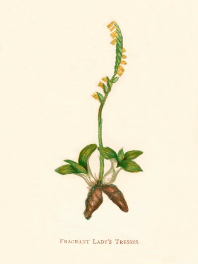 Trenzas fragantes de dama, c. 1891 de Anne Pratt