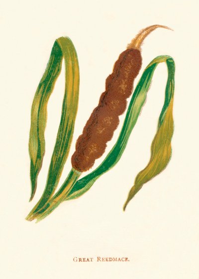 Espadaña mayor, c. 1891, 1891 de Anne Pratt