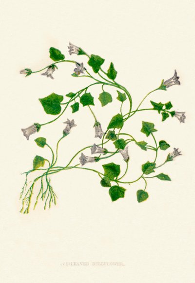 Campanula de hojas de hiedra, c1891, 1891 de Anne Pratt