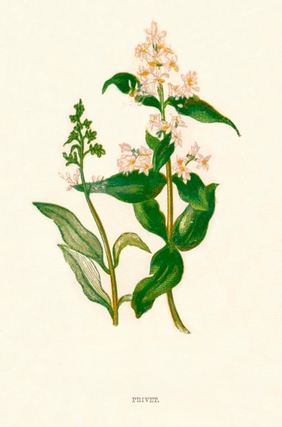 Privet, c. 1891 de Anne Pratt