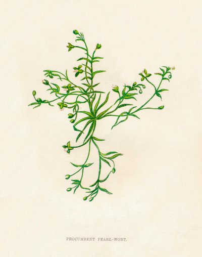 Hierba perla procumbente, c1891, 1891 de Anne Pratt