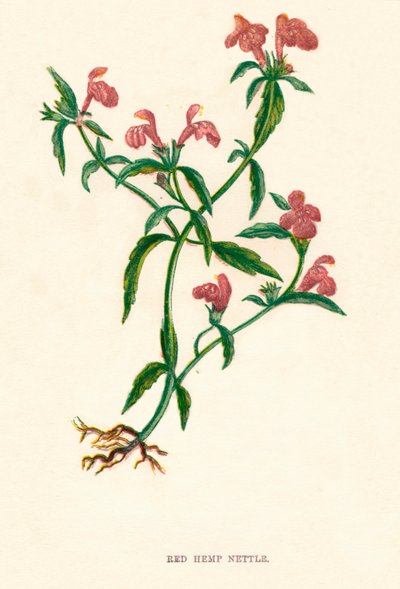 Ortiga roja, c1891 de Anne Pratt