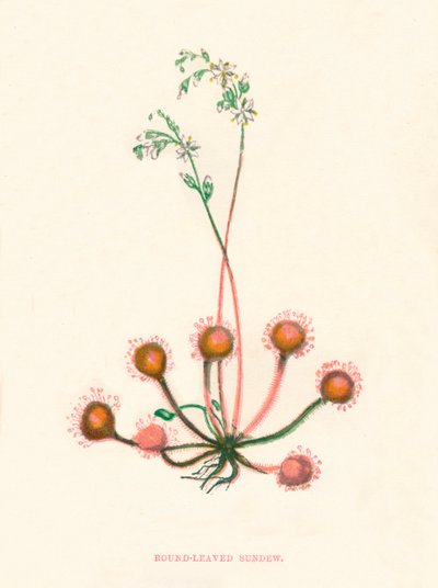 Rocío de sol de hojas redondas de Anne Pratt