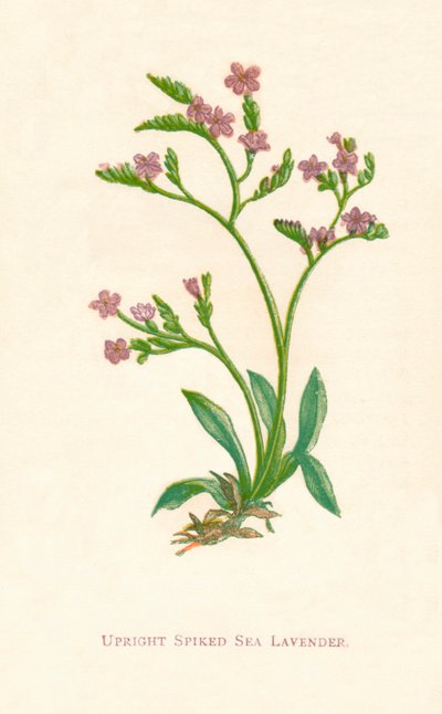 Lavanda marina espigada vertical, c. 1891 de Anne Pratt