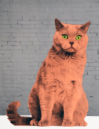Todos quieren ser un gato, 2017 de Anne Storno
