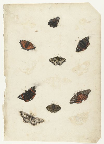 Ocho mariposas
Álbum Lombardo (título de la serie) de Anonymous
