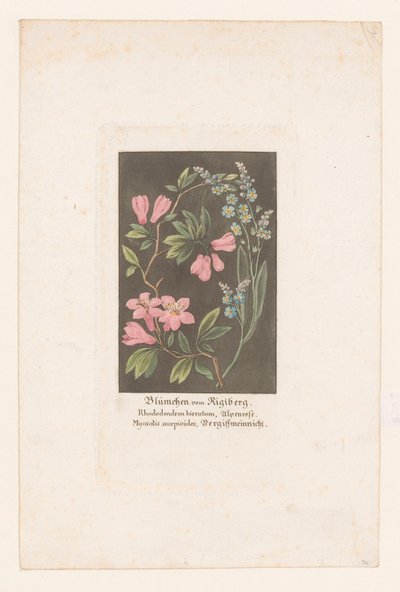 Rosa alpina y nomeolvides del Rigi Blümchen vom Rigiberg (título sobre el objeto) de Anonymous