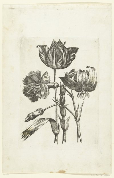 Anjer, tulp y lelie Nuevos iconos de flores (título de la serie) de Anonymous