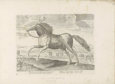 Paard árabe Afer (título sobre objeto) Paardenrassen uit de Koninklijke stallen van Don Juan van Oostenrijk (título de la serie) Un caballo, en el que se encuentra el más noble de todos los tipos: un personaje distinguido de caballos de varias partes del m de Anonymous