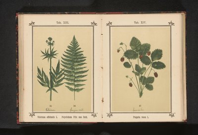 Bosaardat
Fragaria vesca L. (título del objeto) de Anonymous
