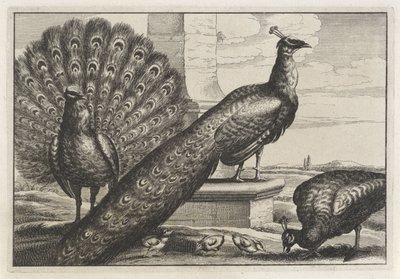 tres pavos reales Especies de Diversae avium (título de la serie) Aves diferentes (título de la serie) de Anonymous