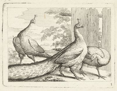 tres pavos reales Aves nativas (título de la serie) de Anonymous