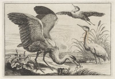 tres garzas Especies de Diversae avium (título de la serie) Aves diferentes (título de la serie) de Anonymous