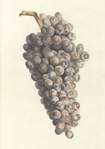 Uva de Anonymous