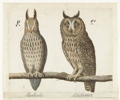 Búho pigmeo y búho de orejas largas
Mochuelo / Lechuza (título en el objeto)
Álbum Lombardo (título de la serie) de Anonymous