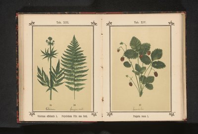 Valeriana común y una rama de helecho macho
Valeriana officinalis L. Polystichum Filix mas Roth (título en el objeto) de Anonymous