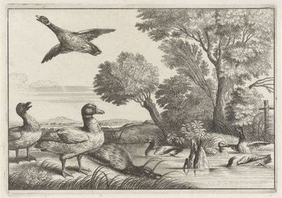 patos Especies de Diversae avium (título de la serie) Aves diferentes (título de la serie) de Anonymous