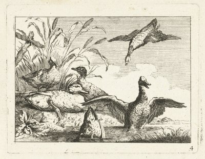 Patos junto a un charco Aves nativas (título de la serie) de Anonymous