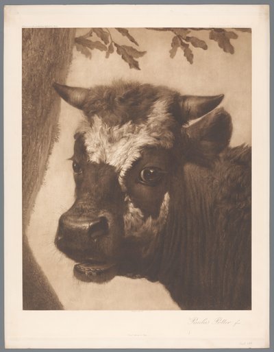 Reproducción fotográfica del detalle de la pintura El toro de Paulus Potter, coll. Mauritshuis 1902 - 15. / Königl. Museo de La Haya (título de la serie) de Anonymous