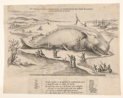 Ballena varada cerca de Amberes, 1577 El waerachtich conterfeytsel y el tamaño de esta[n] ballena, ghevanghe[n] den 2 de julio de 1577 (título sobre el objeto) de Anonymous