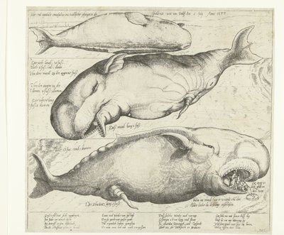 Ballena varada cerca de Amberes, 1577 True ung eigentliche contrafactur eines wallfisches gefangen in der scheldt nitt weit von Antorff Am 2 de julio. Anno 1577 (título sobre objeto) de Anonymous