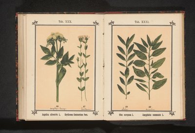 Angélica común y centauro verdadero
Angelica silvestris L. Erythraea Centaurium Pers (título en el objeto) de Anonymous