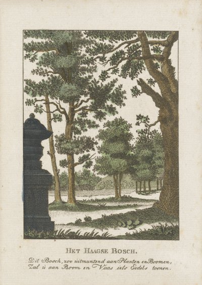 Bosque de La Haya de Anonymous