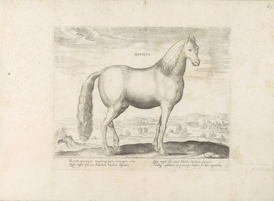 Hengst envió a Anatolië (título en el objeto) Paardenrassen uit de Koninklijke stallen van Don Juan van Oostenrijk (título de la serie) Un caballo, en el que es el más noble de todos los tipos: un personaje distinguido de caballos de diversas partes del mu de Anonymous