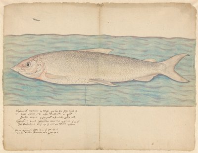 Houting (Coregonus oxyrinchus) de Anonymous
