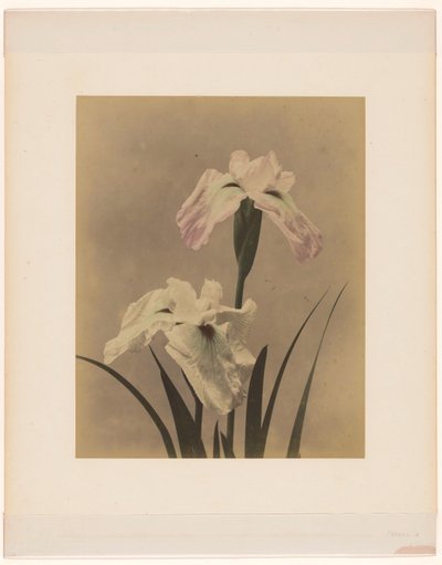 iris de Anonymous