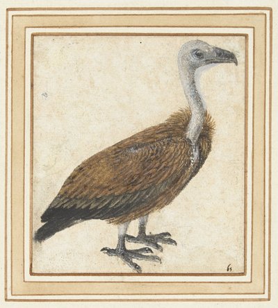 Joven buitre leonado (Gyps fulvus) de Anonymous