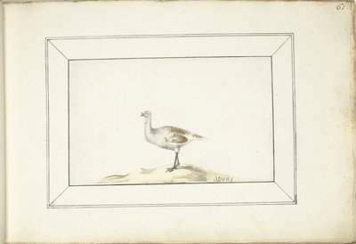 Pavo de Anonymous