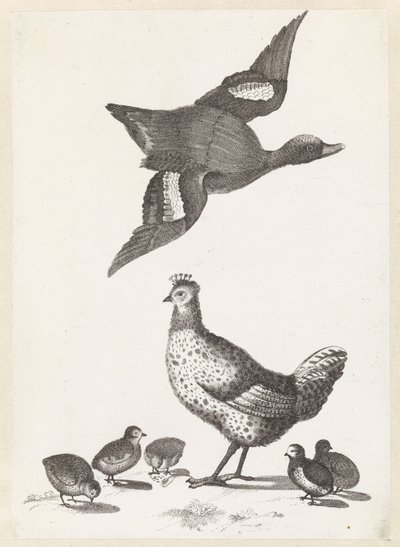 Pollo con cinco pollitos y un pato volando hacia la derecha. de Anonymous