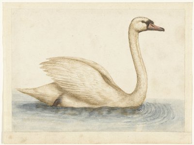 Cisne vulgar
Álbum Lombardo (título de la serie) de Anonymous