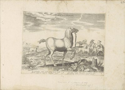 Kudde wilde paarden Free Horse Cursatio (título sobre el objeto) Paardenrassen uit de Koninklijke stallen van Don Juan van Oostenrijk (título de la serie) Un establo, en el que se encuentra lo más noble de todo tipo: un distinguido personaje de caballos de de Anonymous