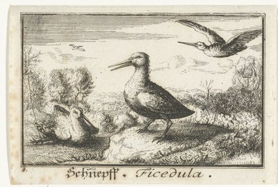 Paisaje con tres agachadizas Schneff, Ficédula. (título en el objeto) de Anonymous