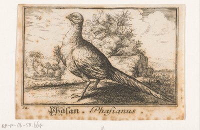 Paisaje con faisán Phasan, Phasianus. (título en el objeto) de Anonymous