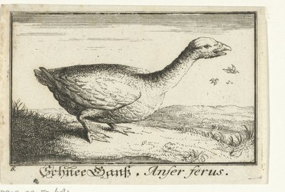 Paisaje con ganso salvaje Schnee Gans, Anfer ferus. (título en el objeto) de Anonymous